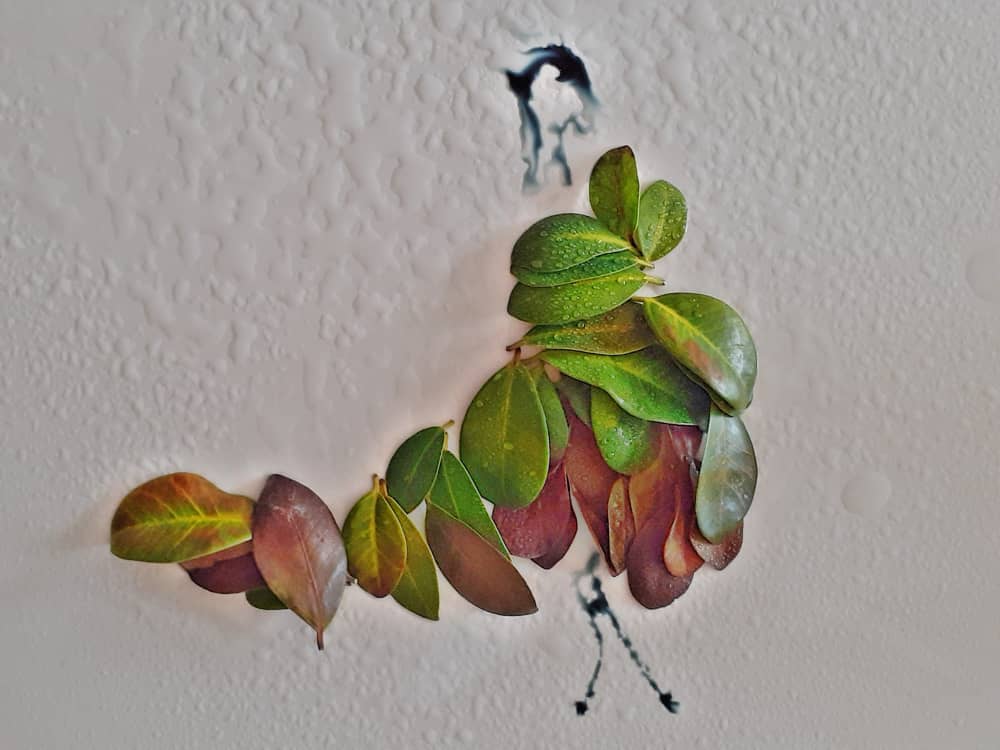other-images